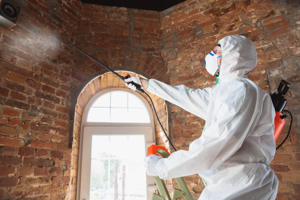 Best Mold Removal for HVAC Installations in Lake Ripley, WI